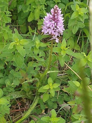 photo of Common Spotted Orchid