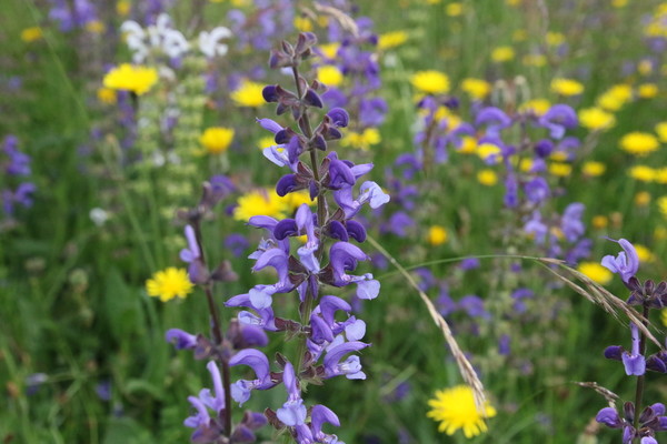 photo of Meadow Clary