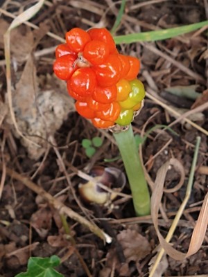 photo of Italian Arum
