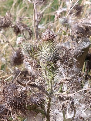 photo of Spear Thistle