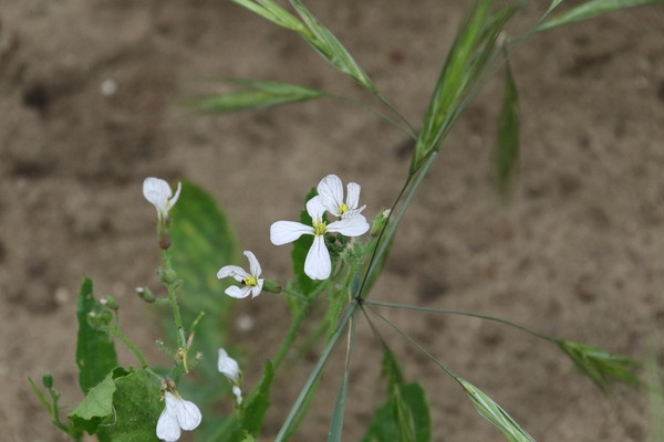 photo of Wild Radish