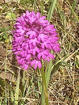 photo of Pyramidal Orchid