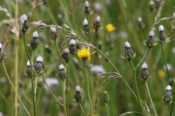 photo of Rough Hawk's Beard