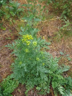 photo of Ragwort