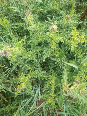 photo of Plumeless Thistle