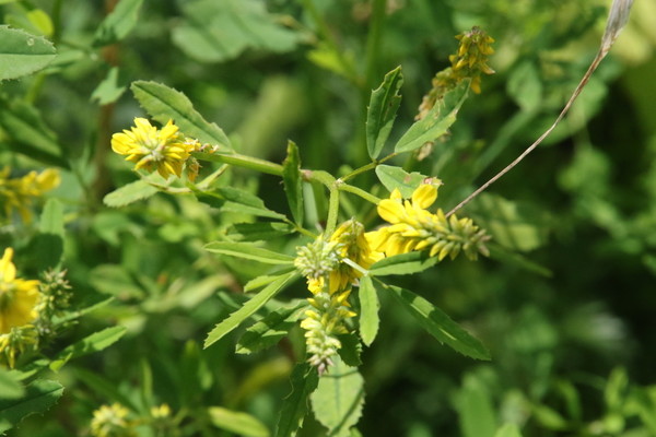 photo of Tall Melilot