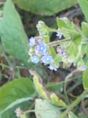 photo of Green Alkanet