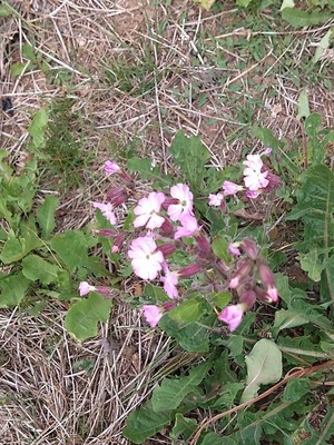 photo of Red Campion