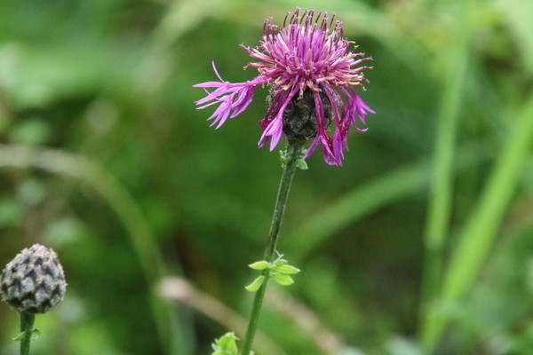 photo of Greater Knapweed
