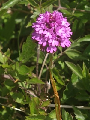 photo of Pyramidal Orchid