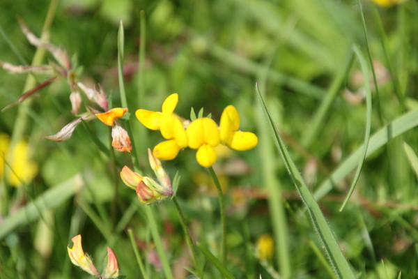 photo of Bird's Foot Trefoil
