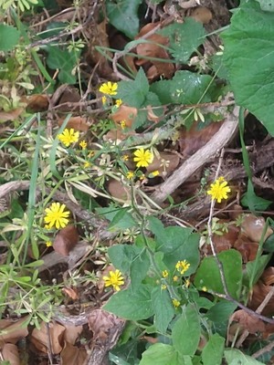 photo of Nipplewort