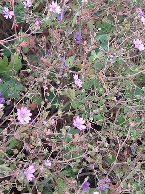 photo of Hedgerow Crane's Bill