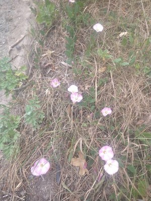 photo of Field Bindweed