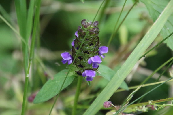 photo of Selfheal