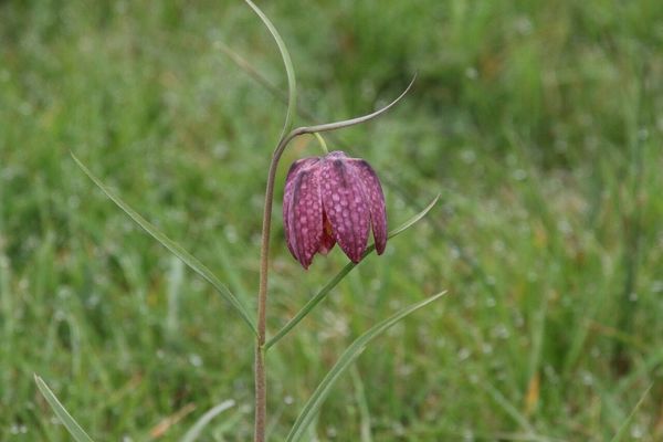photo of Snake's Head Fritillary