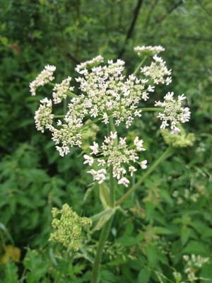 photo of Hogweed