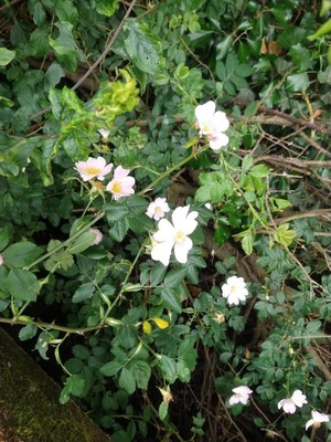 photo of Common Dog Rose