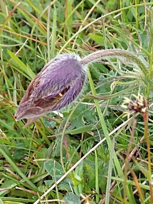 photo of Pasqueflower