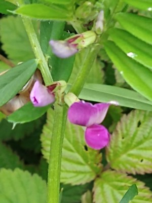 photo of Common Vetch