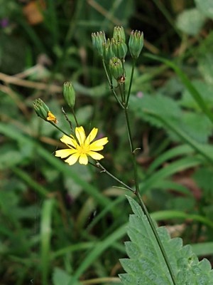 photo of Nipplewort