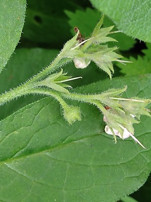 photo of Common Comfrey