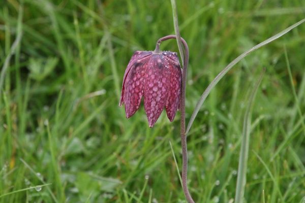 photo of Snake's Head Fritillary