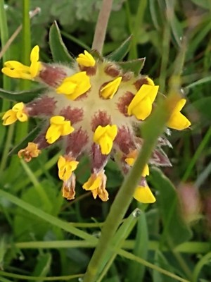 photo of Kidney Vetch