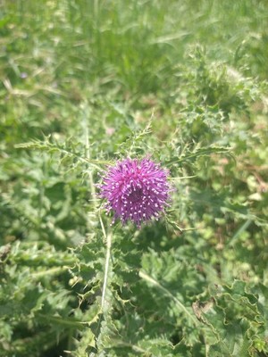 photo of Plumeless Thistle