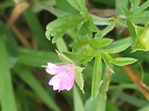 photo of Cut Leaved Crane's Bill