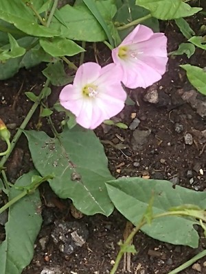 photo of Field Bindweed