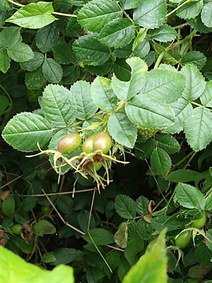 photo of Common Dog Rose