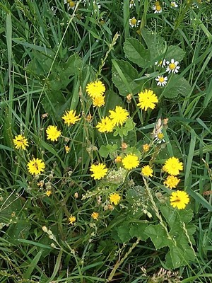 photo of Smooth Hawk's Beard