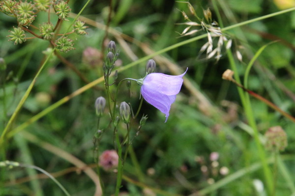 photo of Harebell