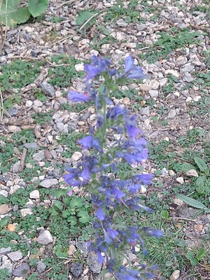 photo of Vipers Bugloss