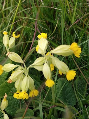 photo of Cowslip