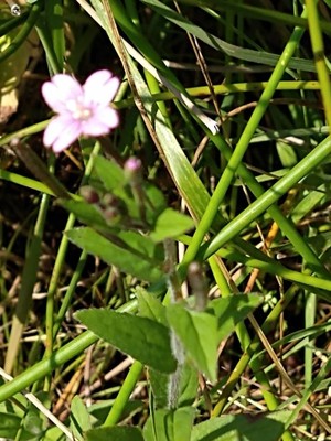 photo of Hoary Willowherb