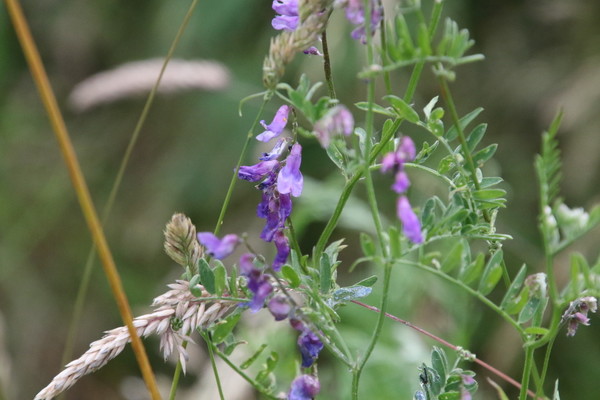 photo of Tufted Vetch
