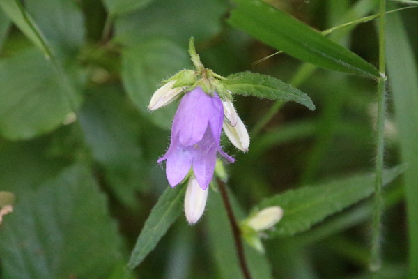 photo of Nettle Leaved Bellflower