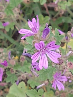 photo of Common Mallow