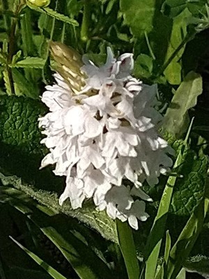 photo of Common Spotted Orchid