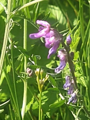 photo of Fodder Vetch