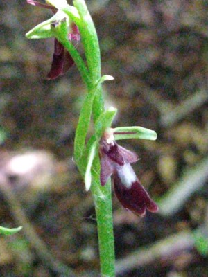 photo of Fly Orchid