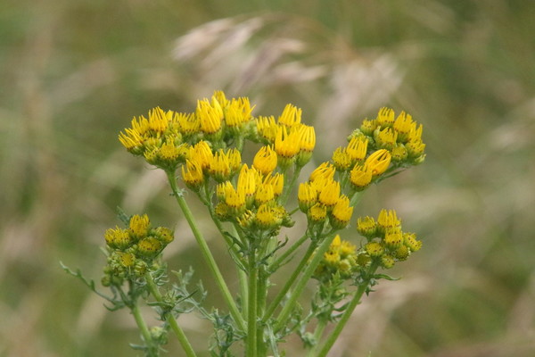 photo of Ragwort