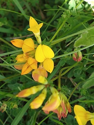photo of Bird's Foot Trefoil