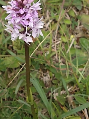 photo of Common Spotted Orchid