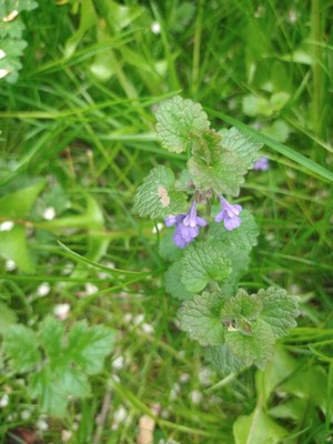photo of Ground Ivy