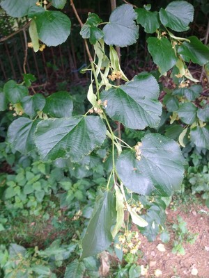 photo of Small Leaved Lime