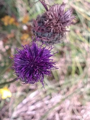 photo of Greater Knapweed