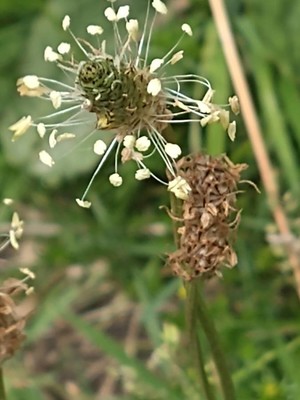 photo of Ribwort Plantain